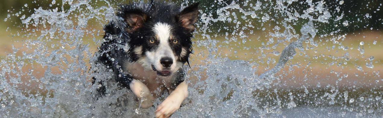 Life lessons to learn from dogs Border collie being active