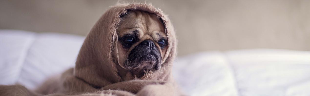 Life lessons to learn from dogs Pug taking a nap