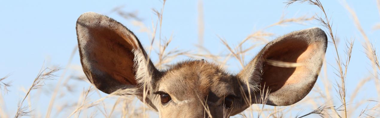 ears ears